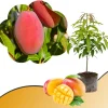 Mango Tree Live Plant - Sweet Tropical Yellow Red Mango in 3 Gallon Pot, Outdoor - Image 1
