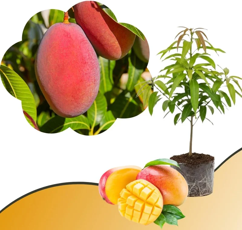 Mango Tree Live Plant - Sweet Tropical Yellow Red Mango in 3 Gallon Pot, Outdoor - Image 1