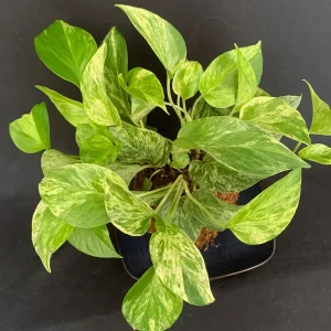 Marble Queen Pothos Kokedama Live Plant - Epipremnum aureum - 5 inch Moss Ball - Indoor - Image 10