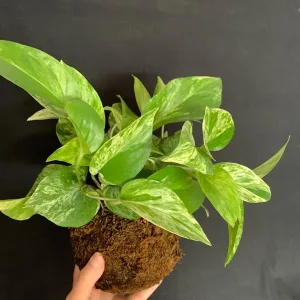 Marble Queen Pothos Kokedama Live Plant - Epipremnum aureum - 5 inch Moss Ball - Indoor - Image 8