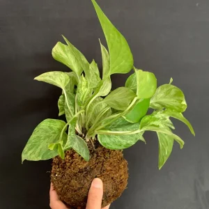 Marble Queen Pothos Kokedama Live Plant – Japanese Moss Ball Bonsai – Indoor - Image 2