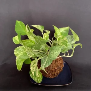 Marble Queen Pothos Kokedama Live Plant – Japanese Moss Ball Bonsai – Indoor - Image 3
