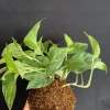 Marble Queen Pothos Kokedama Live Plant – Japanese Moss Ball Bonsai – Indoor - Image 1