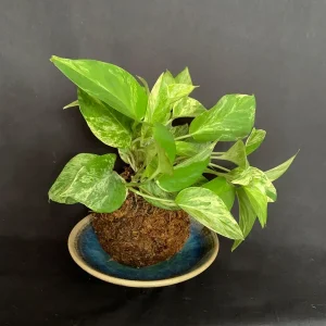 Marble Queen Pothos Kokedama Live Plant – Japanese Moss Ball Bonsai – Indoor - Image 4
