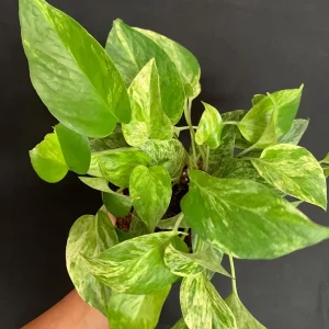 Marble Queen Pothos Kokedama Live Plant – Japanese Moss Ball Bonsai – Indoor - Image 6