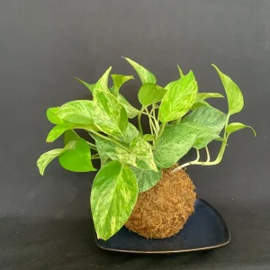 Marble Queen Pothos Kokedama Live Plant – Japanese Moss Ball Bonsai – Indoor - Image 9