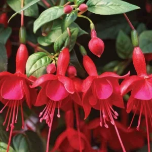 Marinka Fuchsia Live Plant – 5 inch Pot – Small Shrub – Red Blooms – Shade Garden - Image 2