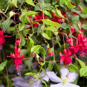 Marinka Fuchsia Live Plant – 5 inch Pot – Small Shrub – Red Blooms – Shade Garden - Image 3