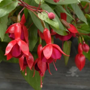 Marinka Fuchsia Live Plant – 5 inch Pot – Small Shrub – Red Blooms – Shade Garden - Image 4