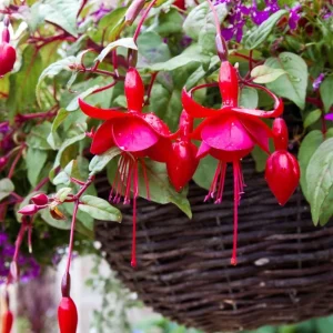 Marinka Fuchsia Live Plant – 5 inch Pot – Small Shrub – Red Blooms – Shade Garden - Image 5