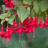 Marinka Fuchsia Live Plant – 5 inch Pot – Small Shrub – Red Blooms – Shade Garden - Image 1