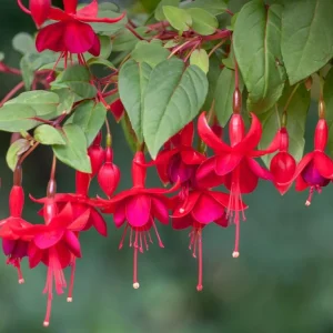 Marinka Fuchsia Live Plant – 5 inch Pot – Small Shrub – Red Blooms – Shade Garden - Image 1