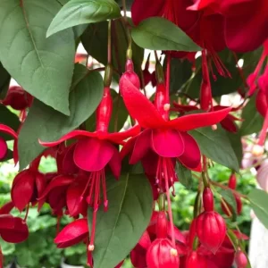 Marinka Fuchsia Live Plant – 5 inch Pot – Small Shrub – Red Blooms – Shade Garden - Image 6