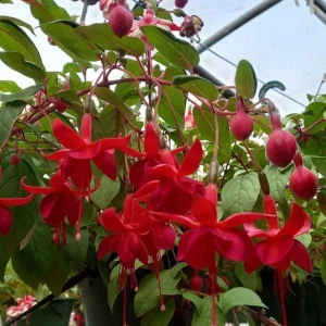 Marinka Fuchsia Live Plant – 5 inch Pot – Small Shrub – Red Blooms – Shade Garden - Image 7