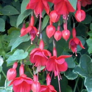 Marinka Fuchsia Live Plant – 5 inch Pot – Small Shrub – Red Blooms – Shade Garden - Image 9