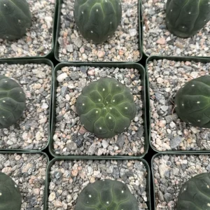 Matucana Madisoniorum Albiflora Live Cactus Plant - Rare White Flowers - 4 inch Pot - Image 2