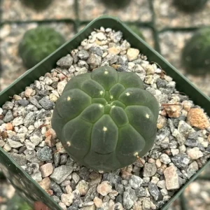 Matucana Madisoniorum Albiflora Live Cactus Plant - Rare White Flowers - 4 inch Pot - Image 3