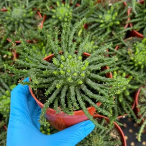 Medusa's Head Plant | Euphorbia Flanaganii | Live Plant in 4", 6" pot - Image 2