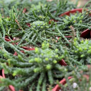 Medusa's Head Plant | Euphorbia Flanaganii | Live Plant in 4", 6" pot - Image 3
