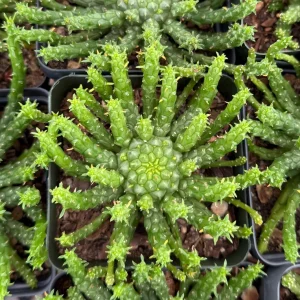 Medusa's Head Plant | Euphorbia Flanaganii | Live Plant in 4", 6" pot - Image 4