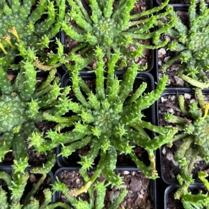 Medusa's Head Plant | Euphorbia Flanaganii | Live Plant in 4", 6" pot - Image 5