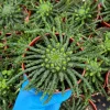 Medusa's Head Plant | Euphorbia Flanaganii | Live Plant in 4", 6" pot - Image 1