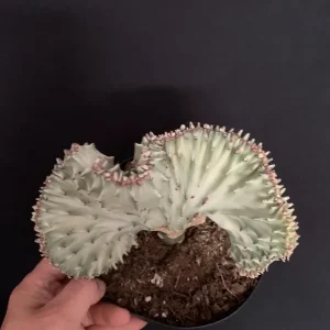 Mermaid Fin Crested Euphorbia Live Plant - 6 inch Pot - E Lactea Cristata Variegata Succulent - Image 2