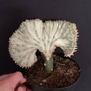Mermaid Fin Crested Euphorbia Live Plant - 6 inch Pot - E Lactea Cristata Variegata Succulent - Image 3