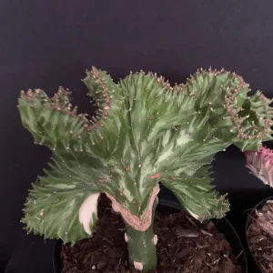 Mermaid Fin Crested Euphorbia Live Plant - 6 inch Pot - E Lactea Cristata Variegata Succulent - Image 6