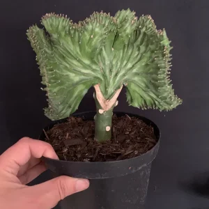 Mermaid Fin Crested Euphorbia Live Plant - 6 inch Pot - E Lactea Cristata Variegata Succulent - Image 7