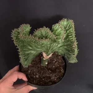 Mermaid Fin Crested Euphorbia Live Plant - 6 inch Pot - E Lactea Cristata Variegata Succulent - Image 8