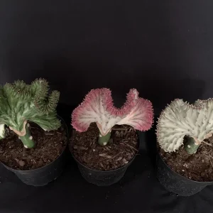 Mermaid Fin Crested Euphorbia Live Plant - 6 inch Pot - E Lactea Cristata Variegata Succulent - Image 9