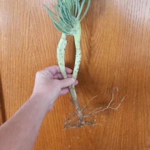 Mermaid Tail Succulent Live Plant - Unique Crassula Succulent - Image 10