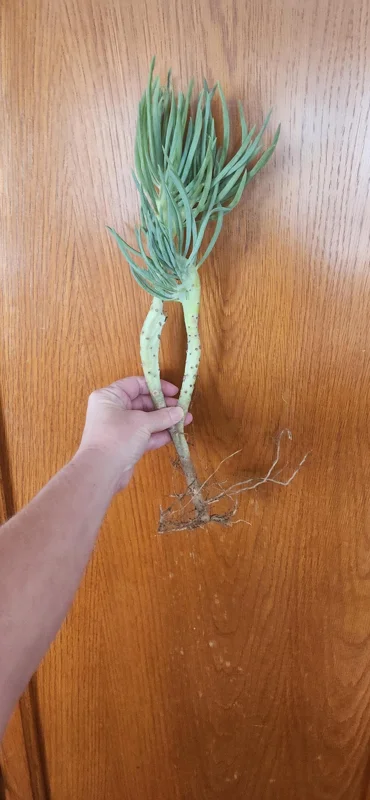 Mermaid Tail Succulent Live Plant - Unique Crassula Succulent - Image 10