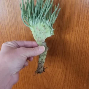 Mermaid Tail Succulent Live Plant - Unique Crassula Succulent - Image 2