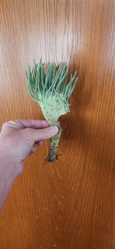 Mermaid Tail Succulent Live Plant - Unique Crassula Succulent - Image 2