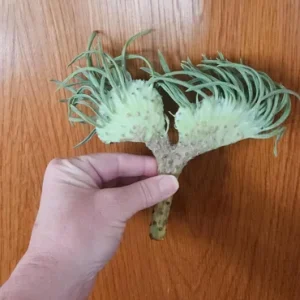 Mermaid Tail Succulent Live Plant - Unique Crassula Succulent - Image 3