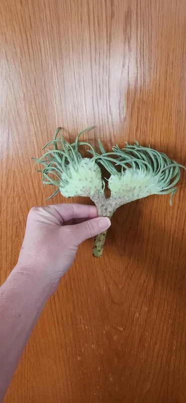 Mermaid Tail Succulent Live Plant - Unique Crassula Succulent - Image 3