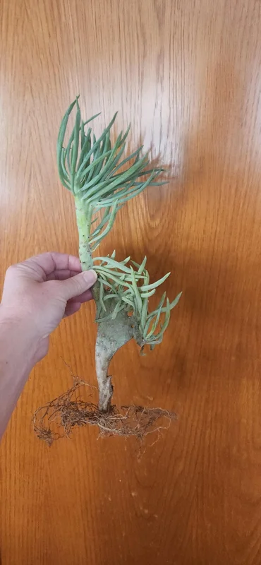 Mermaid Tail Succulent Live Plant - Unique Crassula Succulent - Image 4