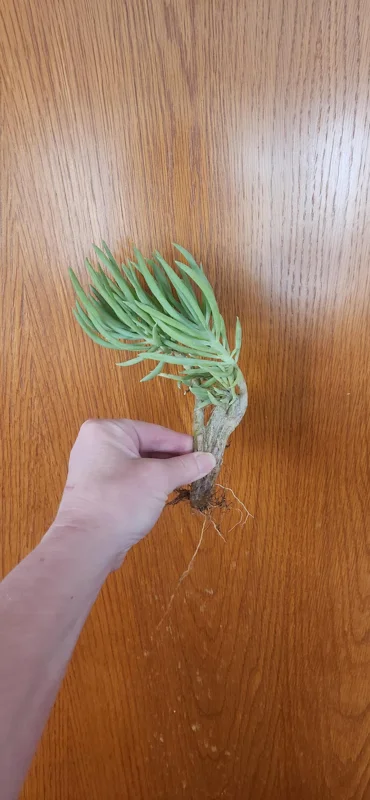 Mermaid Tail Succulent Live Plant - Unique Crassula Succulent - Image 5