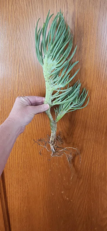 Mermaid Tail Succulent Live Plant - Unique Crassula Succulent - Image 6