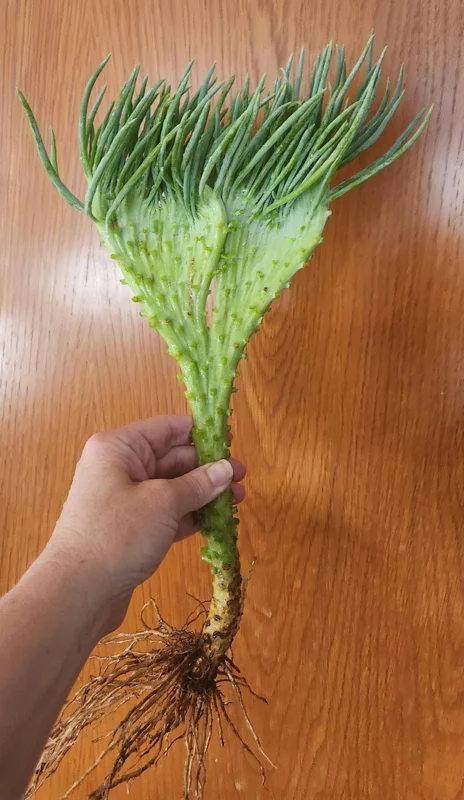 Mermaid Tail Succulent Live Plant - Unique Crassula Succulent - Image 1