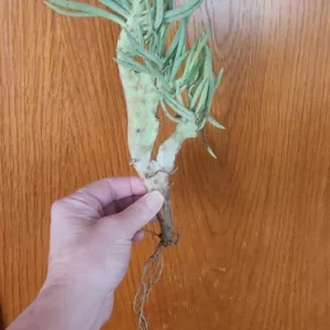 Mermaid Tail Succulent Live Plant - Unique Crassula Succulent - Image 7