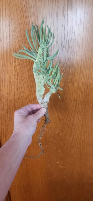 Mermaid Tail Succulent Live Plant - Unique Crassula Succulent - Image 7