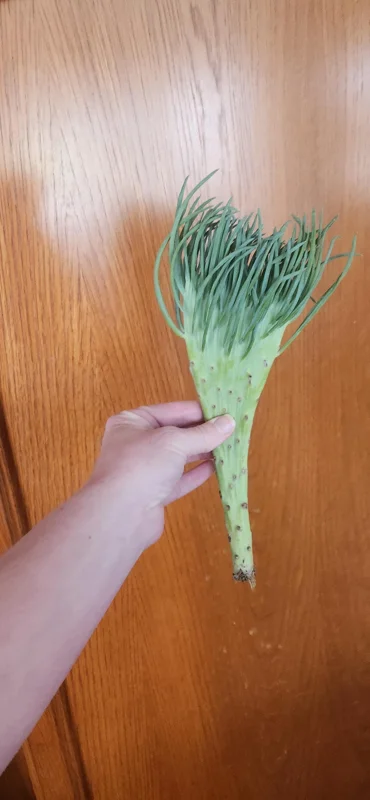 Mermaid Tail Succulent Live Plant - Unique Crassula Succulent - Image 8