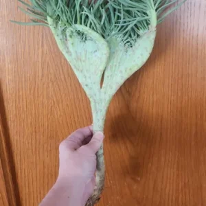 Mermaid Tail Succulent Live Plant - Unique Crassula Succulent - Image 9