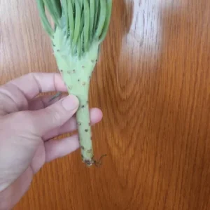 Mermaid Tail Succulent Live Plant - Unique Crested Senecio Succulent - Image 10