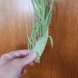 Mermaid Tail Succulent Live Plant - Unique Crested Senecio Succulent - Image 2