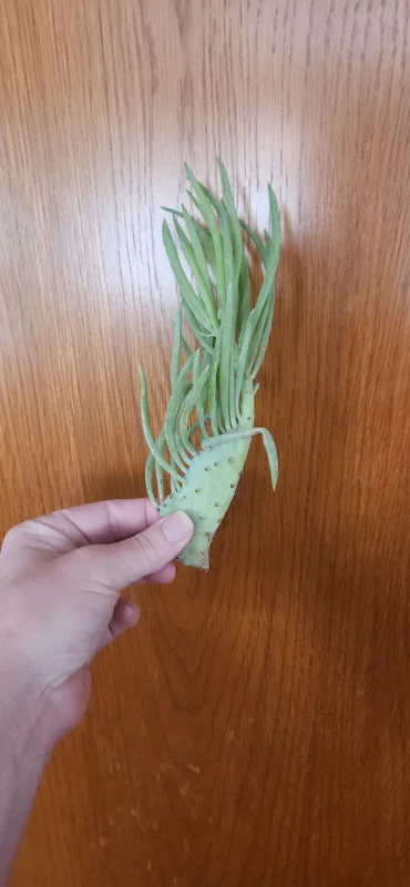 Mermaid Tail Succulent Live Plant - Unique Crested Senecio Succulent - Image 2