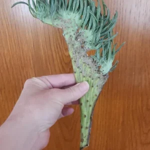 Mermaid Tail Succulent Live Plant - Unique Crested Senecio Succulent - Image 3